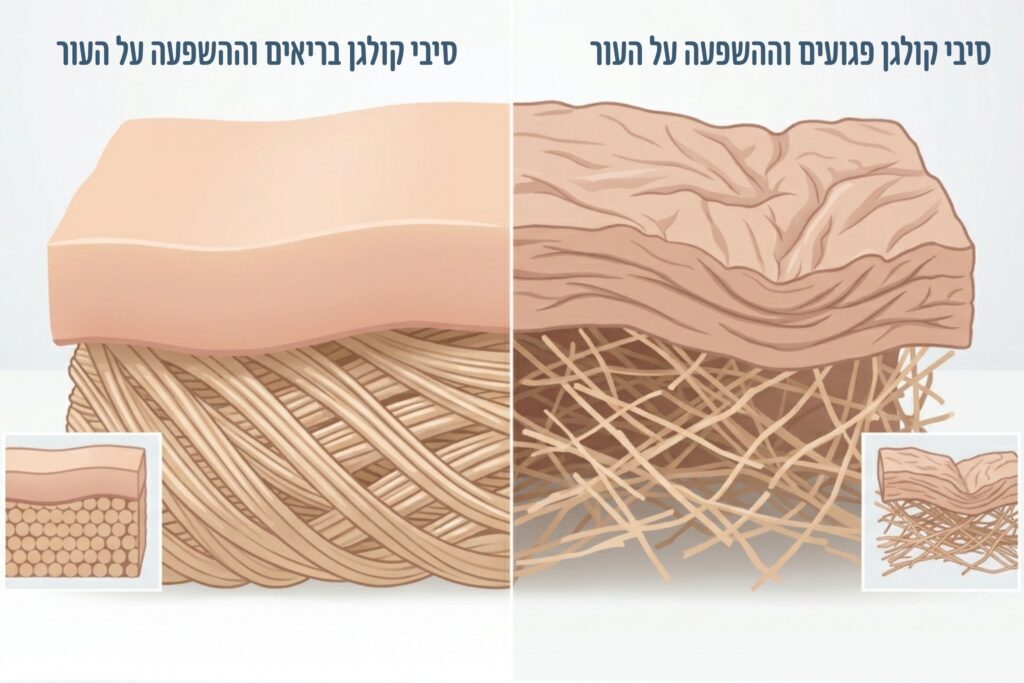 תהליך הגליקציה בסיבי קולגן - השוואה בין עור בריא לעור מזדקן.